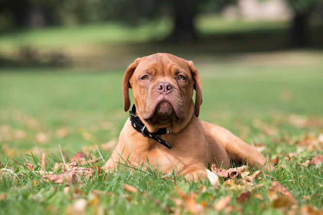 Нравятся складочки? Топ-10 самых морщинистых собак