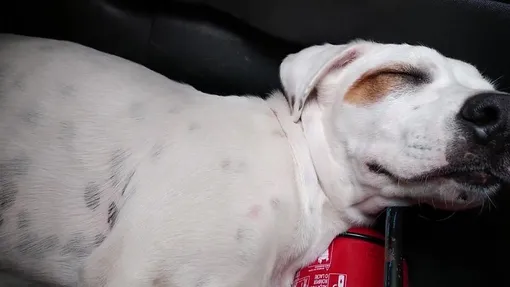 Собака нашла хозяев, забравшись в машину к незнакомцу: фото, история
