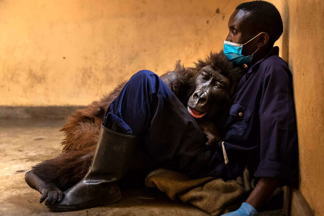 Умирающая горилла трогательно простилась с мужчиной, который спас её в детстве