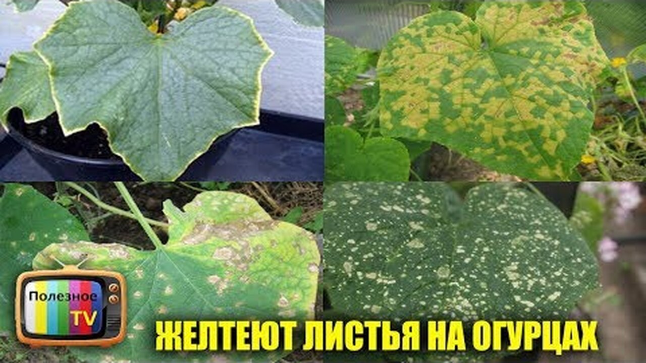 Болезни огурцов с картинками листьев