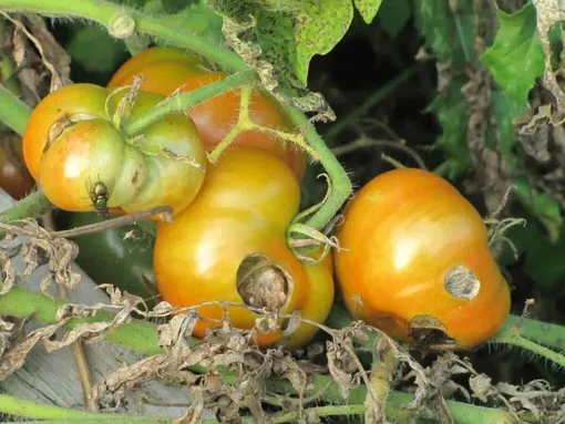 Профилактика болезней и вредителей томатов