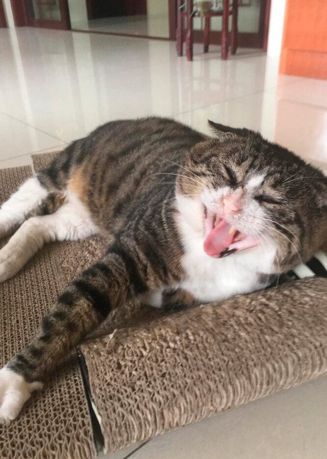 Король драмы: мимика, которая покорила сердца