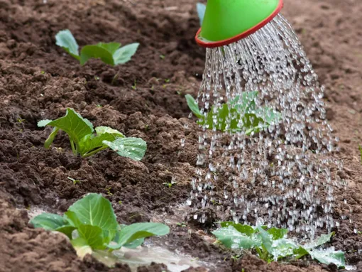Как правильно выращивать цветную капусту: всё о посадке, подкормке и уходе