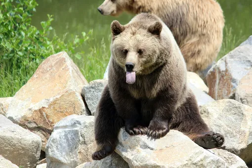 Дрессированный медведь предвещает романтические приключения