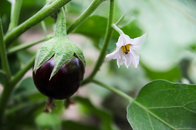 Как вырастить баклажаны в открытом грунте: посадка, выращивание, удобрение и уход