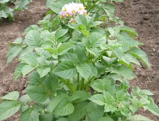 Нужно ли скашивать ботву после цветения картофеля?