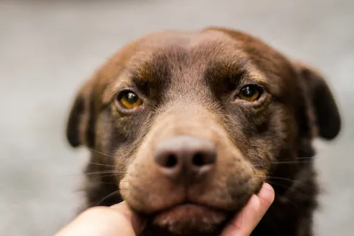 Счастливое спасение: истощённая собака за месяц набрала 20 кг и нашла друзей