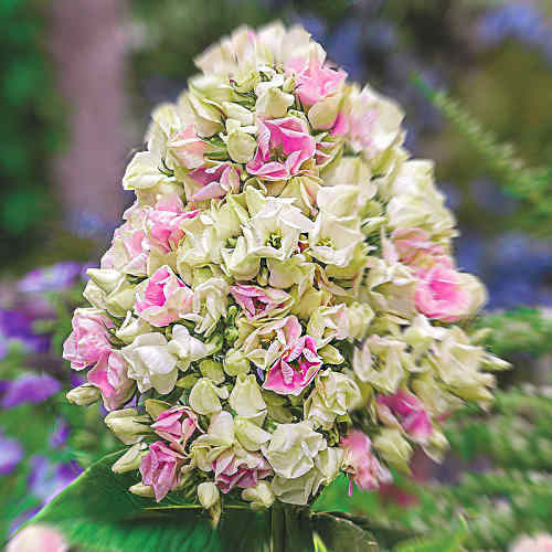 Phlox Creme de la Creme