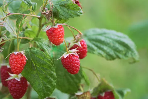 Размеры ягод вас точно удивят: как вырастить малину не меньше клубники