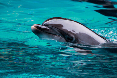 Дельфины соскучились по людям и начали приносить к берегу красивые подарки