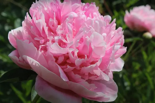 Окутывают сад ароматом: названы 5 сортов самых душистых пионов
