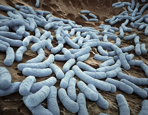 Бактерия E.coli