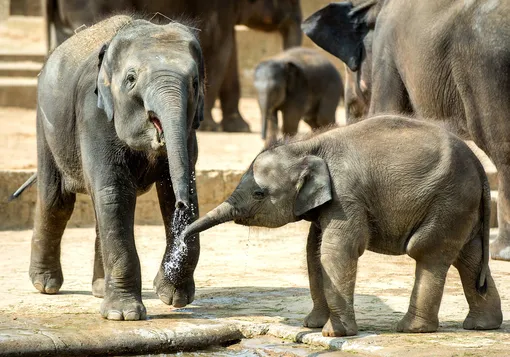 Слоны в зоопарке Ганновера