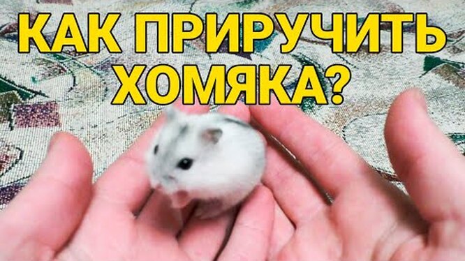 Осознайте причину кусания