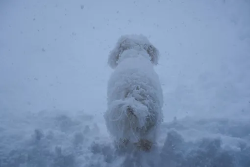 4 метра Нового года: как живет Норильск, заметенный снегом (фото)