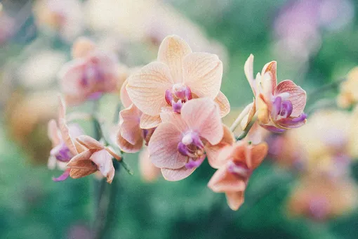 Что делать, если орхидея не цветет?