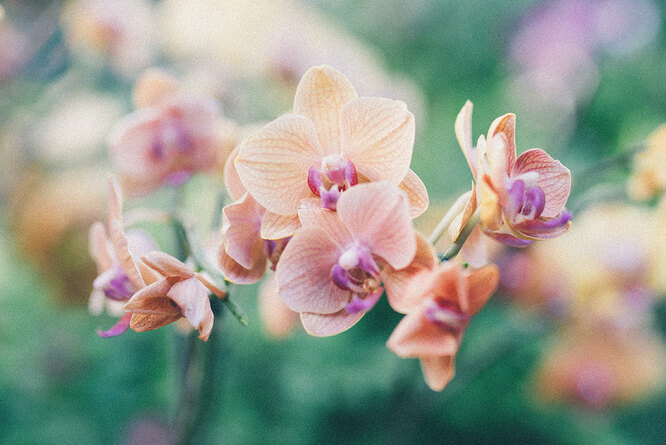 Что делать, если орхидея не цветет?