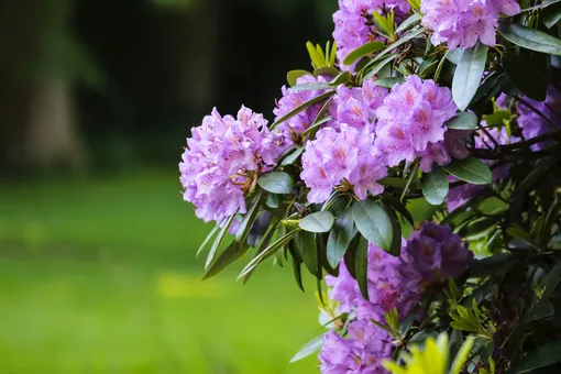 рододендрон садовый фото и описание уход цветок рододендрон уход
