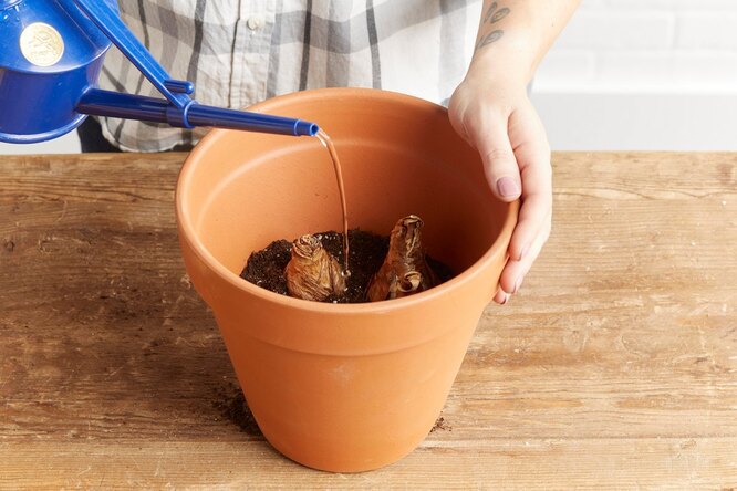 Podmínky a technologie výsadby tulipánů doma v květináčích