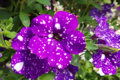 d4b625f399c7a888ff0e6a1abd977210_cropped_510x341