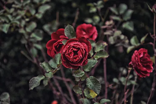9 мифов о выращивании роз: ошибки и заблуждения