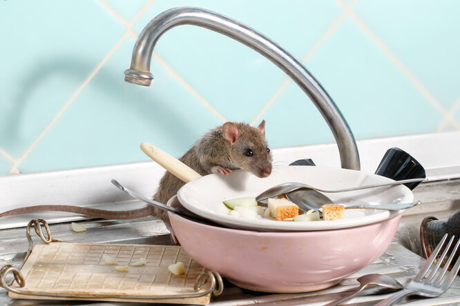 Домовые мыши: как определить их наличие в доме и избавиться