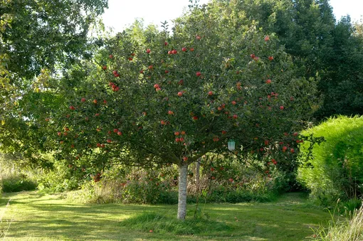 яблоня в саду