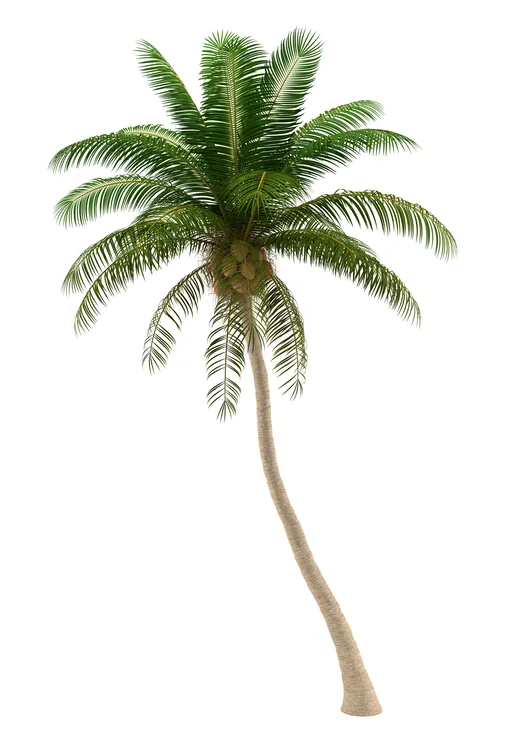 Комнатные пальмы — кокосовая пальма