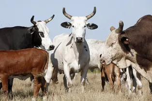 Кит, стадо коров, лазер-гигант: 10 невероятных грузов, перевезённых по воздуху