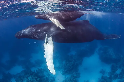 Экскурсии к горбатым китам проводят с января по март