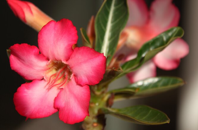 Adenium květ
