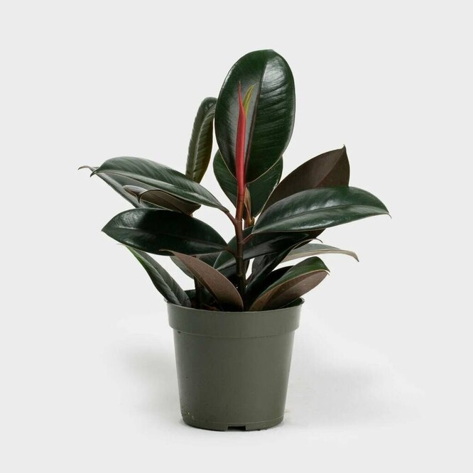 Ficus guma Burgundsko