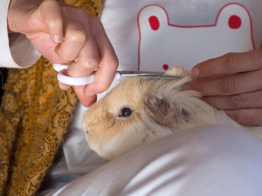 Можно ли стричь морскую свинку: подробный гид по расчесыванию и грумингу