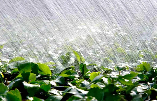 Как получить урожай при любой летней погоде: методы и способы для дачников
