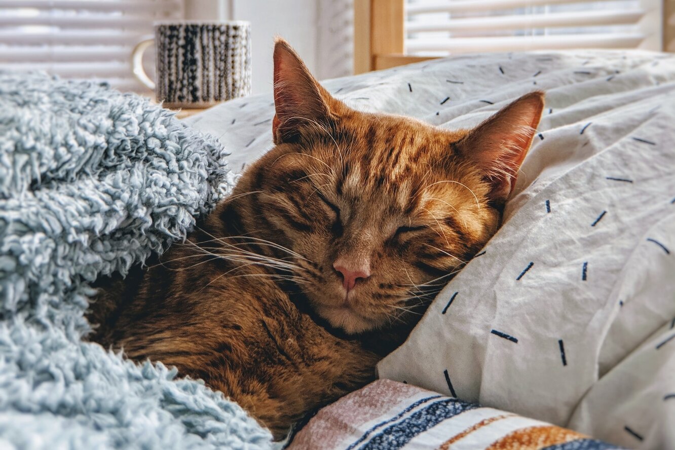 Кошка дремлет