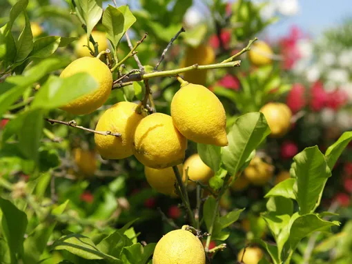Как выбрать хороший саженец лимонного дерева
