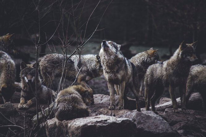 волки