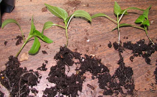 Как посадить черный перец? Это отдельный, но очень важный этап в выращивании горошка дома