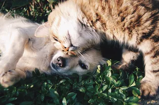 Кошки и собаки: плюсы и минусы жизни в одном доме