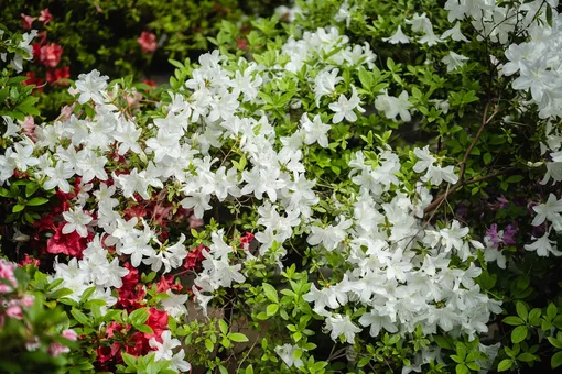 Куст азалии с белыми цветами