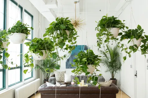 7 неприхотливых ампельных растений, которые превратят квартиру в джунгли