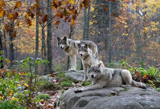 Собаки — генетические родственники волка