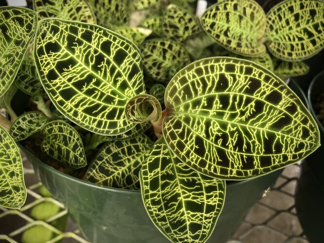 Vzácná orchidej Macodes petola