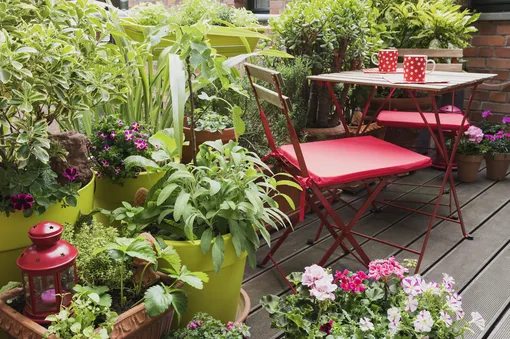 На просторной лоджии можно создать настоящий сад!