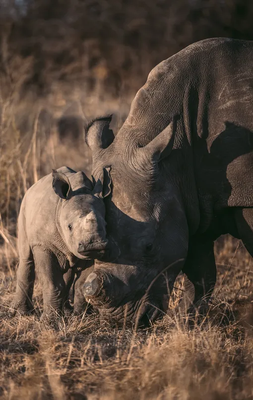Самка носорога и её детёныш