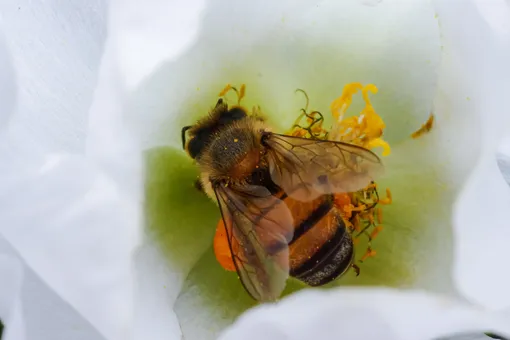 Пчела, оса, шмель или шершень: чей укус больнее и опаснее?