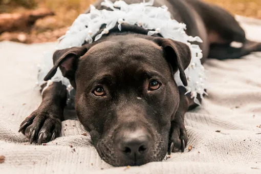 «Она не знала, что значит играть»: женщина спасла собаку с грустными глазами