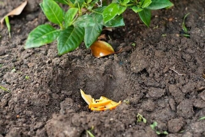 16. Птичий помет