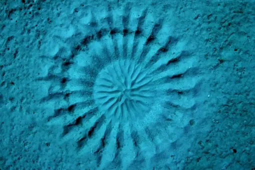 Ядовитые рыбы рисуют загадочные круги на дне моря — посмотрите сами!