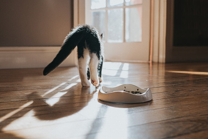 Зачем кошки копаются рядом с миской еды